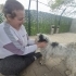 YAKLAŞIK 2.5 YAŞLARINDA MALTİPOO fotoğraf