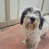 YAKLAŞIK 2.5 YAŞLARINDA MALTİPOO fotoğraf