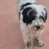 YAKLAŞIK 2.5 YAŞLARINDA MALTİPOO fotoğraf