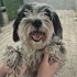 YAKLAŞIK 2.5 YAŞLARINDA MALTİPOO fotoğraf