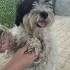 YAKLAŞIK 2.5 YAŞLARINDA MALTİPOO fotoğraf