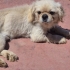 BARINAK VE ÜRETİM MAĞDURU PEKINGESE..!! fotoğraf