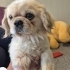 BARINAK VE ÜRETİM MAĞDURU PEKINGESE..!! fotoğraf