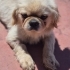 BARINAK VE ÜRETİM MAĞDURU PEKINGESE..!! fotoğraf