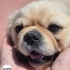 BARINAK VE ÜRETİM MAĞDURU PEKINGESE..!! fotoğraf