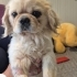 BARINAK VE ÜRETİM MAĞDURU PEKINGESE..!! fotoğraf