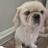 BARINAK VE ÜRETİM MAĞDURU PEKINGESE..!! fotoğraf