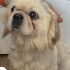 BARINAK VE ÜRETİM MAĞDURU PEKINGESE..!! fotoğraf