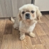 BARINAK VE ÜRETİM MAĞDURU PEKINGESE..!! fotoğraf