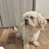 BARINAK VE ÜRETİM MAĞDURU PEKINGESE..!! fotoğraf