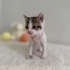 2 aylık minicik dişi kedi fotoğraf