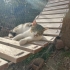 Klozet kullanan bir kedi görmüş müydünüz? fotoğraf