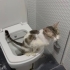 Klozet kullanan bir kedi görmüş müydünüz? fotoğraf