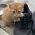 Yuva Arayan 4 Sevimli Yavru Kedi 🐾 fotoğraf