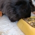 Erkek guineapig fotoğraf