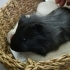Erkek guineapig fotoğraf