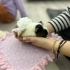 Fıstık guineapig fotoğraf