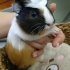 Fıstık guineapig fotoğraf