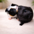 Fıstık guineapig fotoğraf