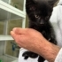 Küçüğümüz yuva arıyor fotoğraf