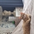Melege yuva arıyoruz fotoğraf