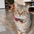 1 YAŞINDA KISIR BRİTİSH SHORTHAİR MELEZİ OĞLUŞA ÖMÜRLÜK YUVA ARIYORUZ fotoğraf