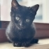 Anne kuzusu minik siyah bebek fotoğraf