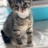 Engelli canlara öncelik,  çok canayakın bir minik fotoğraf
