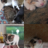 Yavru kedi için acil yuva.SADECE CİDDİ İLGİLENENLER YAZSIN fotoğraf