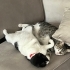 Sevgi Dolu 2 Kardeş Kediye Güzel Bir Yuva Arıyoruz 🐾 fotoğraf