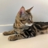 Maine Coon ve Bengal Melezi Genç Kedi Yuva Arıyor | 9 Aylık fotoğraf