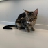 Maine Coon ve Bengal Melezi Genç Kedi Yuva Arıyor | 9 Aylık fotoğraf