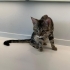 Maine Coon ve Bengal Melezi Genç Kedi Yuva Arıyor | 9 Aylık fotoğraf