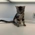 Maine Coon ve Bengal Melezi Genç Kedi Yuva Arıyor | 9 Aylık fotoğraf