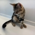 Maine Coon ve Bengal Melezi Genç Kedi Yuva Arıyor | 9 Aylık fotoğraf