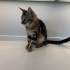 Maine Coon ve Bengal Melezi Genç Kedi Yuva Arıyor | 9 Aylık fotoğraf