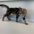 Maine Coon ve Bengal Melezi Genç Kedi Yuva Arıyor | 9 Aylık fotoğraf