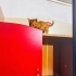 Minik yavruya ücretsiz yuva fotoğraf