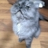 Duman rengi chincilla 2 yaşında kısırlaştırılmamış oğlan fotoğraf