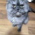 Duman rengi chincilla 2 yaşında kısırlaştırılmamış oğlan fotoğraf