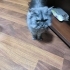 Duman rengi chincilla 2 yaşında kısırlaştırılmamış oğlan fotoğraf