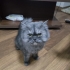 Duman rengi chincilla 2 yaşında kısırlaştırılmamış oğlan fotoğraf