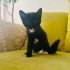 Ücretsiz 40 günlük dişi bebek (Açıklamayı okuyunuz) fotoğraf
