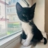 Ücretsiz 40 günlük dişi bebek (Açıklamayı okuyunuz) fotoğraf