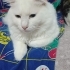 ÇOOKK UYSAL ANKARA KEDİSİ KISIR..!! fotoğraf