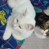 ÇOOKK UYSAL ANKARA KEDİSİ KISIR..!! fotoğraf