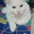 ÇOOKK UYSAL ANKARA KEDİSİ KISIR..!! fotoğraf