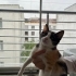 Garip bebek yuva arıyor fotoğraf