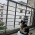 Garip bebek yuva arıyor fotoğraf