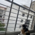 Garip bebek yuva arıyor fotoğraf